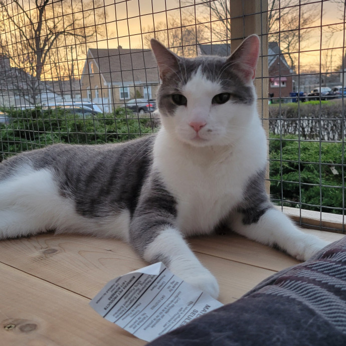 More Cats Less People