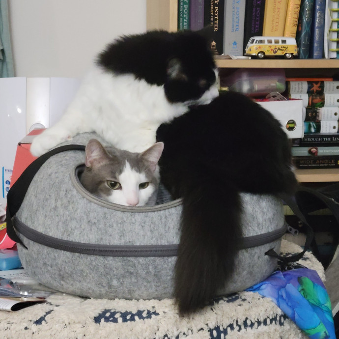 More Cats Less People photo 3