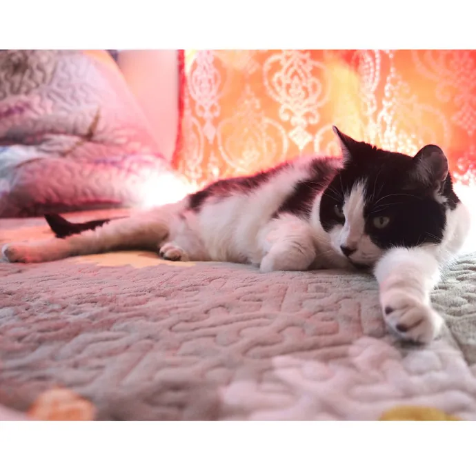 Advanced Veterinary Technician