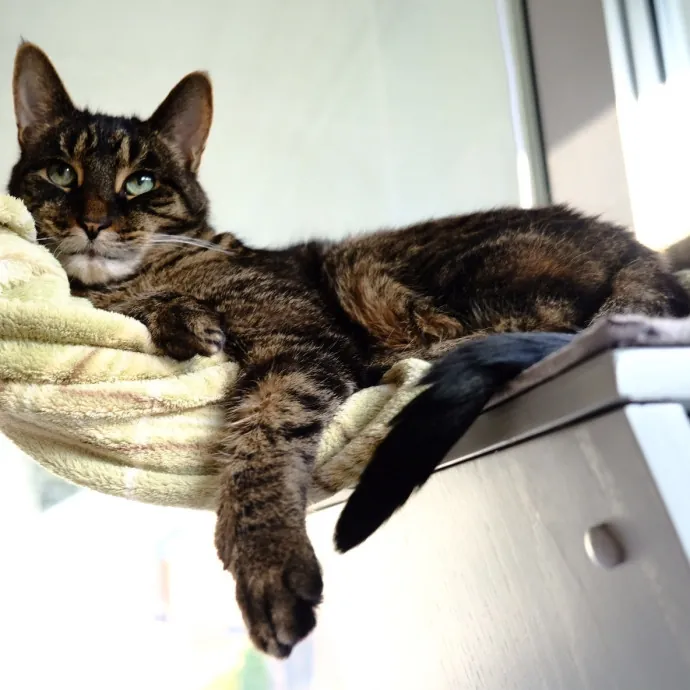 Advanced Veterinary Technician