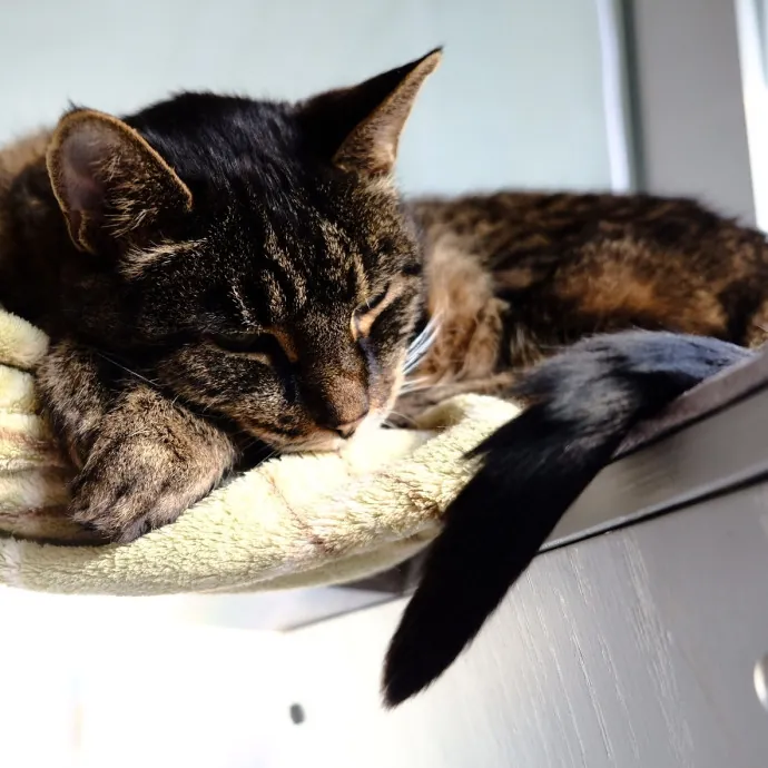 Advanced Veterinary Technician