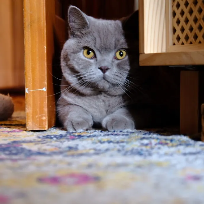 Advanced Veterinary Technician