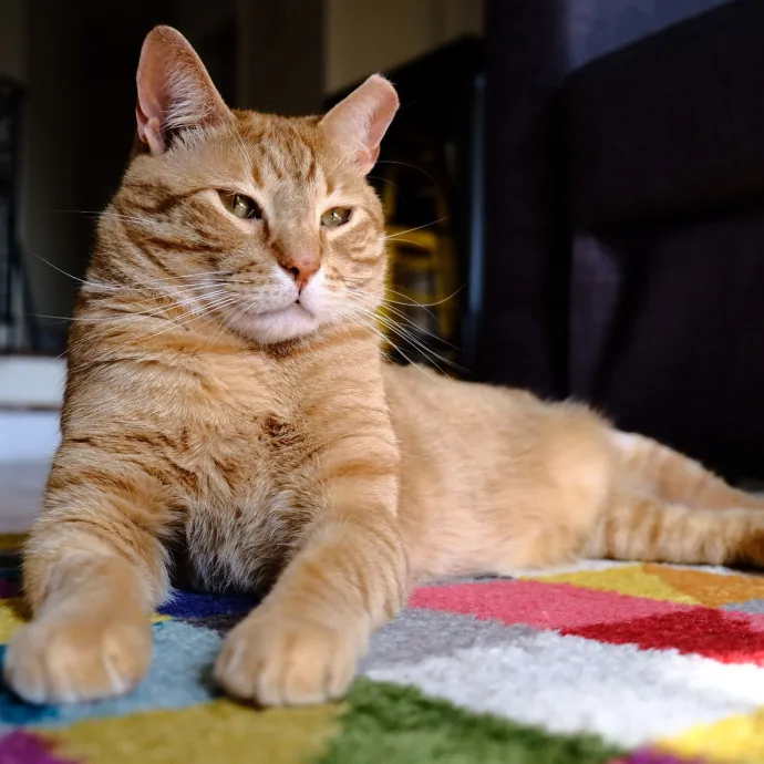 Advanced Veterinary Technician