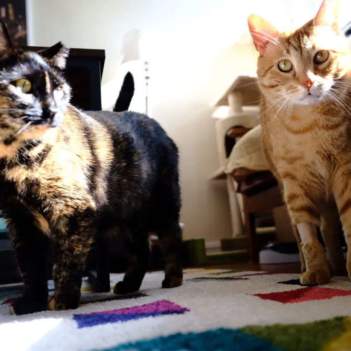 Advanced Veterinary Technician