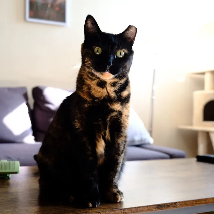 Advanced Veterinary Technician