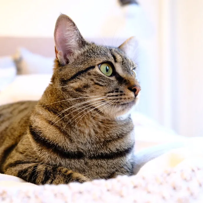 Advanced Veterinary Technician