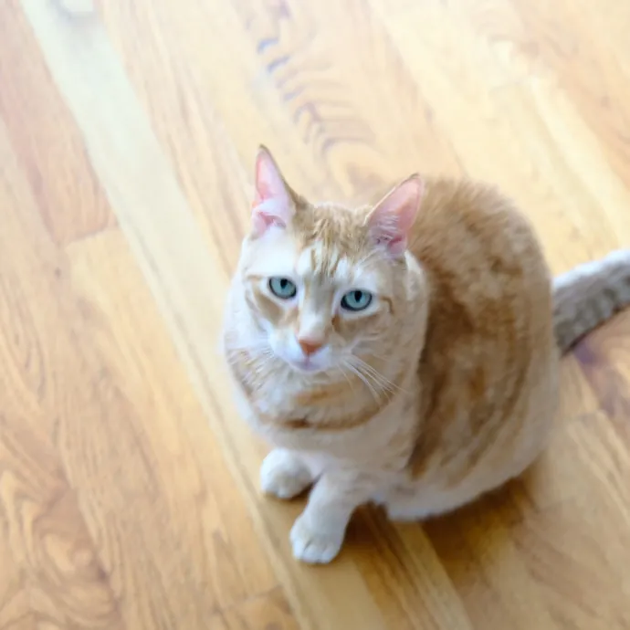 Advanced Veterinary Technician