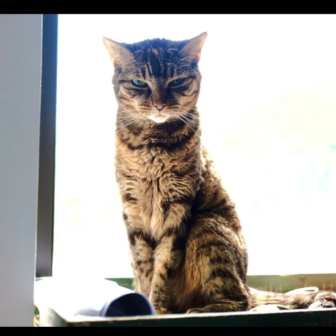 Advanced Veterinary Technician