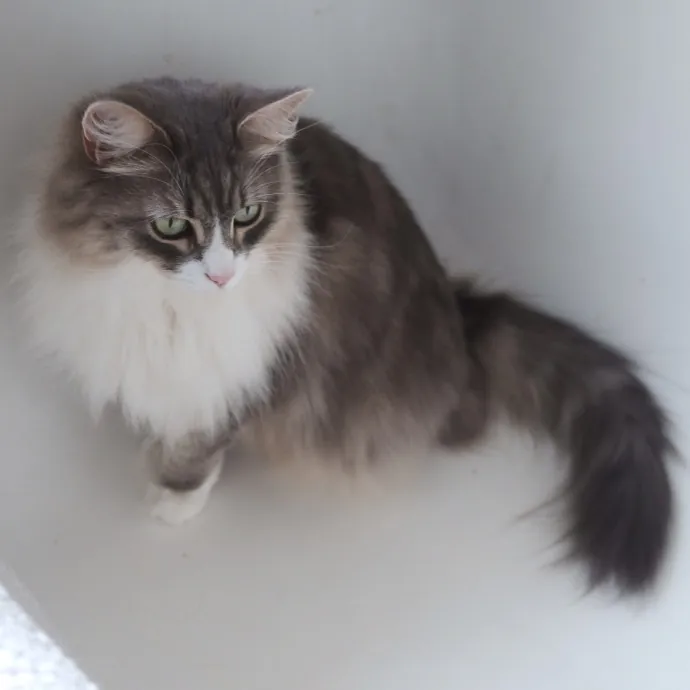 Advanced Veterinary Technician