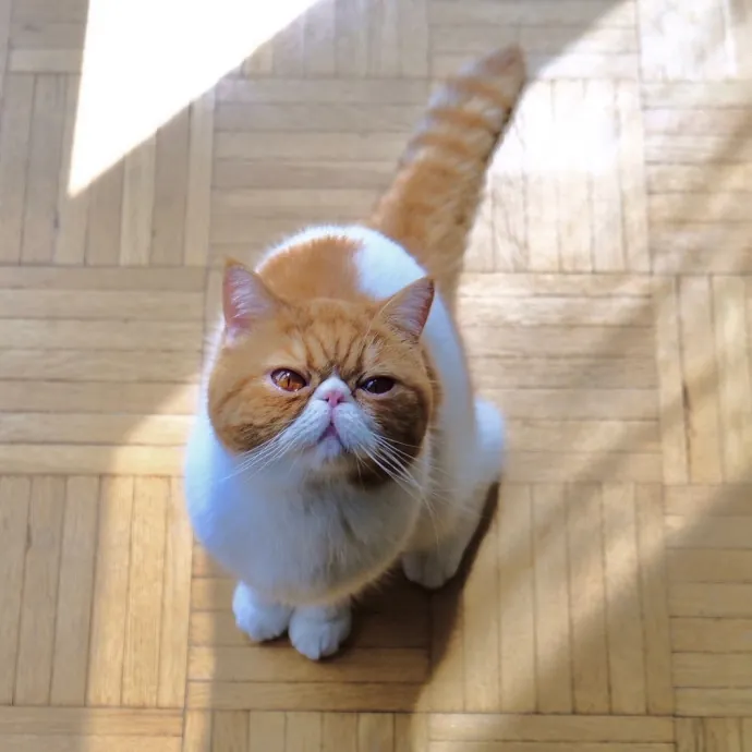 Advanced Veterinary Technician