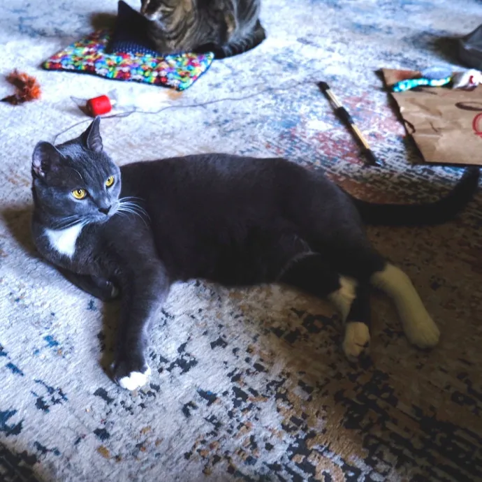 Advanced Veterinary Technician