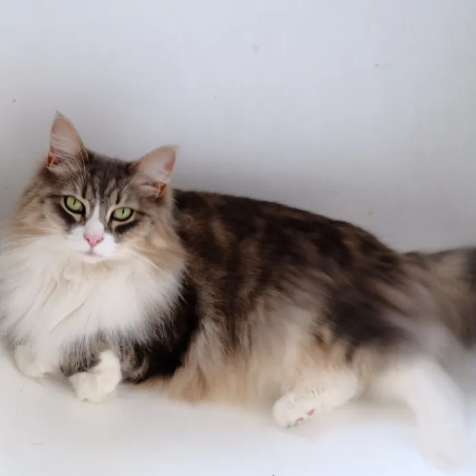 Advanced Veterinary Technician