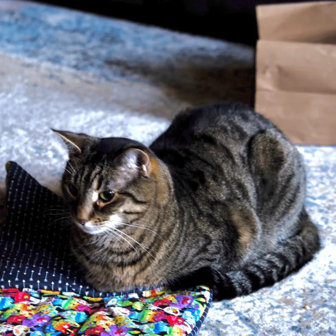 Advanced Veterinary Technician