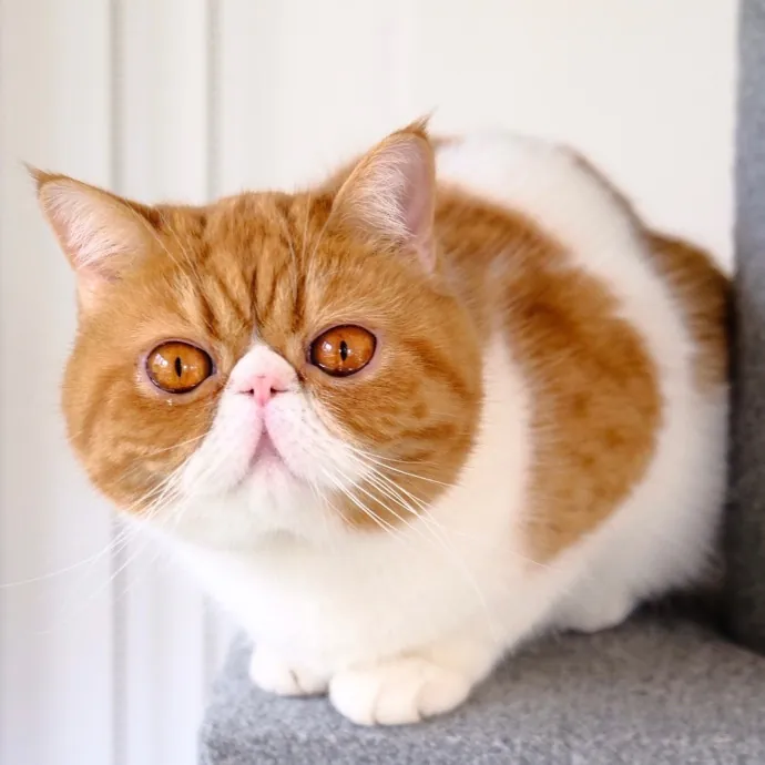 Advanced Veterinary Technician