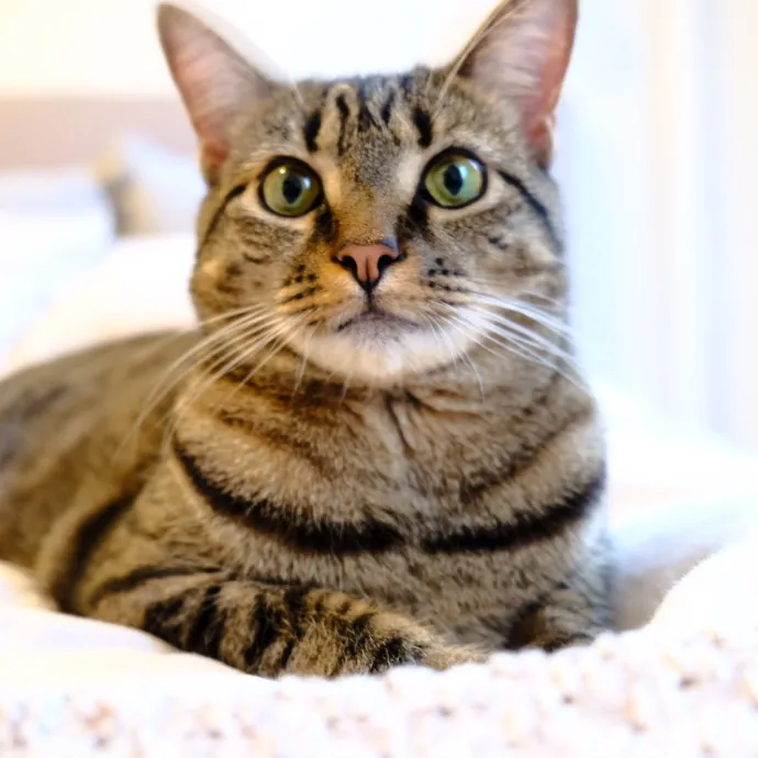 Advanced Veterinary Technician