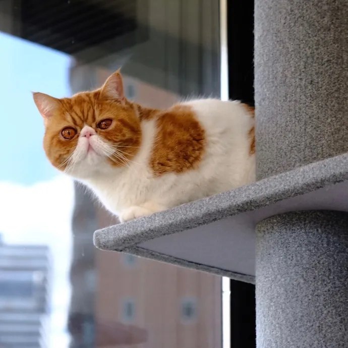 Advanced Veterinary Technician