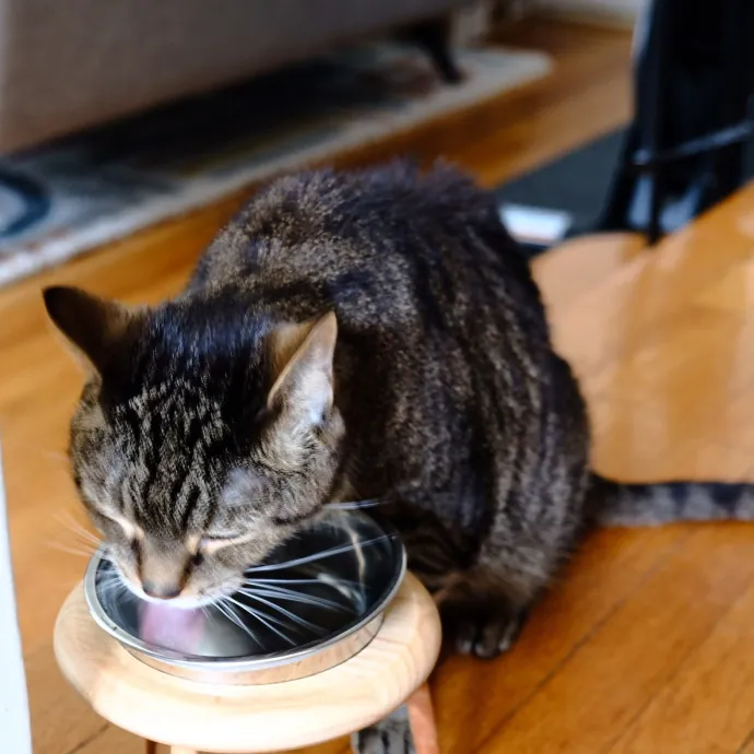 Advanced Veterinary Technician