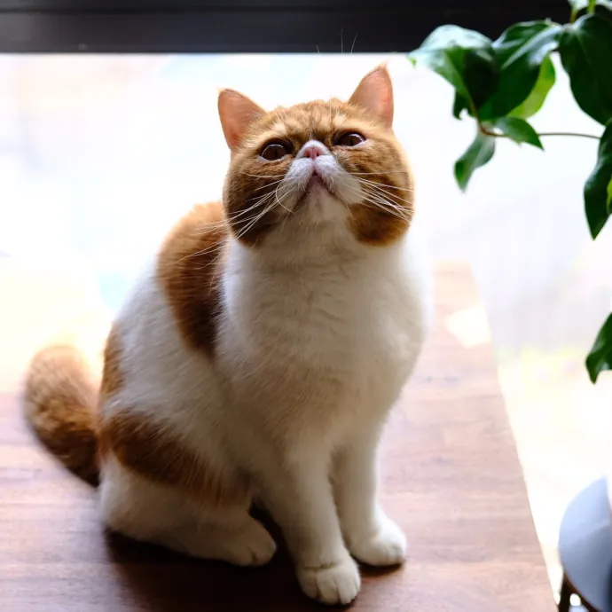 Advanced Veterinary Technician