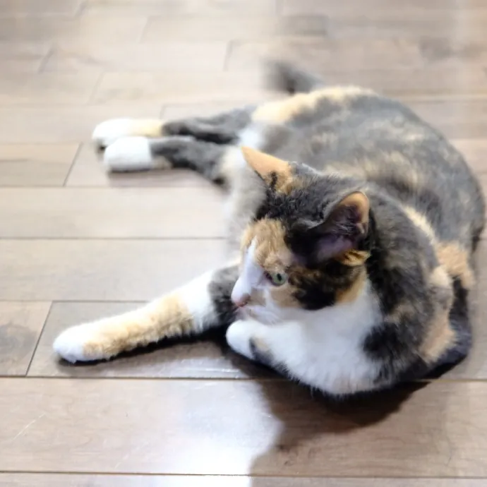 Advanced Veterinary Technician