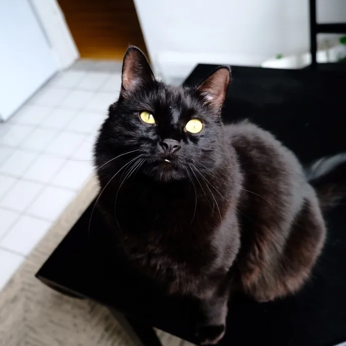 Advanced Veterinary Technician