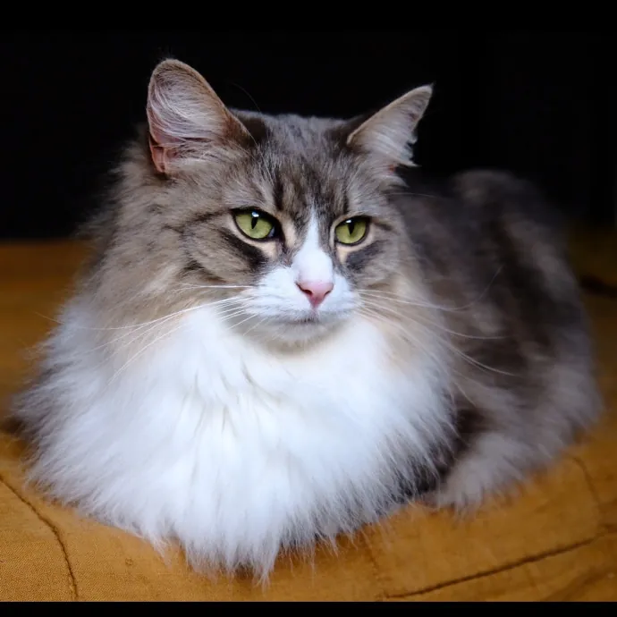 Advanced Veterinary Technician