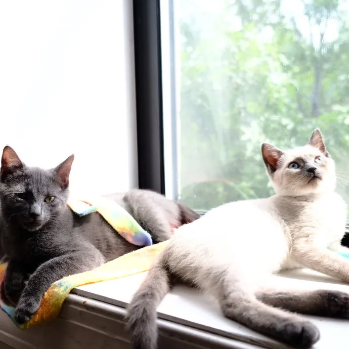 Advanced Veterinary Technician