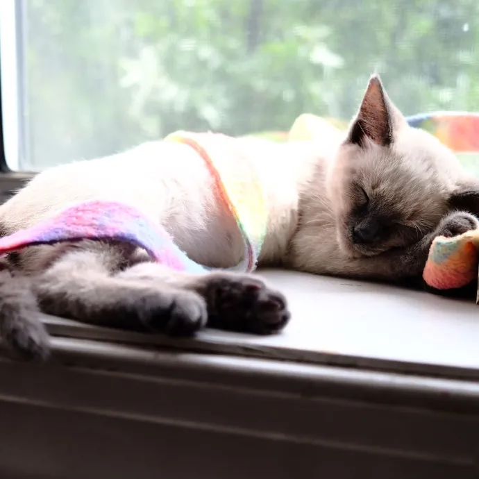 Advanced Veterinary Technician