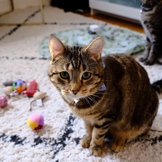 Advanced Veterinary Technician