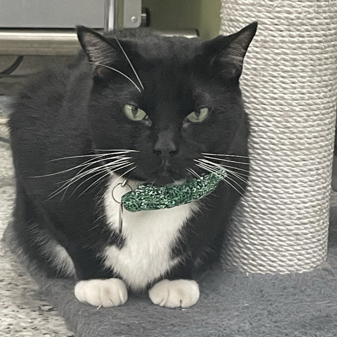 Mitchell The Crazy Cat Dad