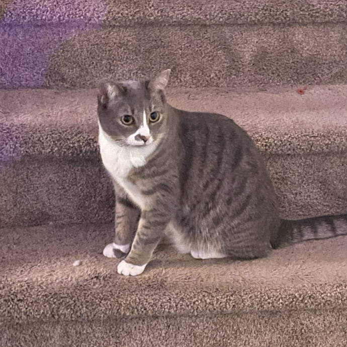Mitchell The Crazy Cat Dad photo 2