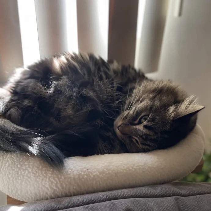 Loving  Purr-Fessional Cat Sitter