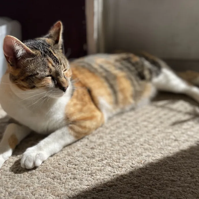 Loving  Purr-Fessional Cat Sitter