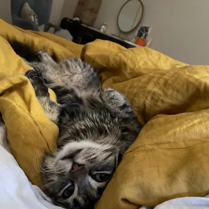 Loving  Purr-Fessional Cat Sitter