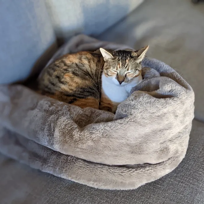 Loving  Purr-Fessional Cat Sitter