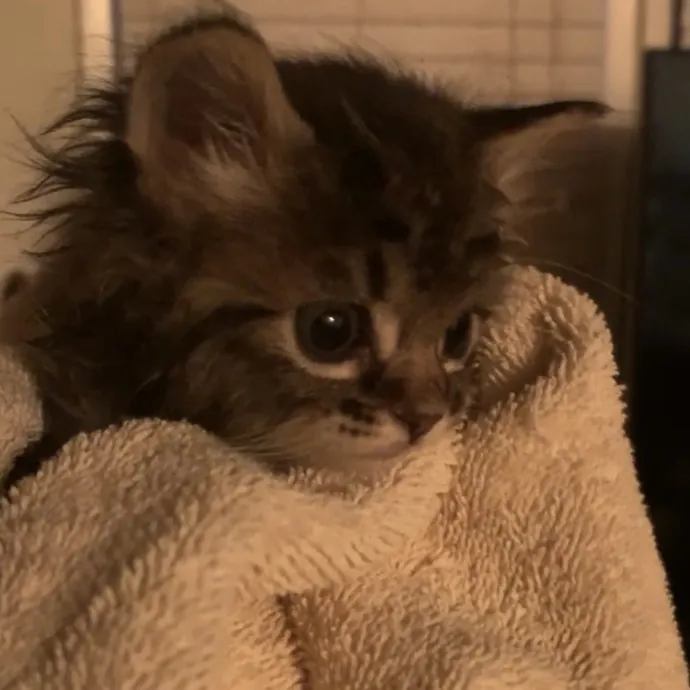 Loving  Purr-Fessional Cat Sitter