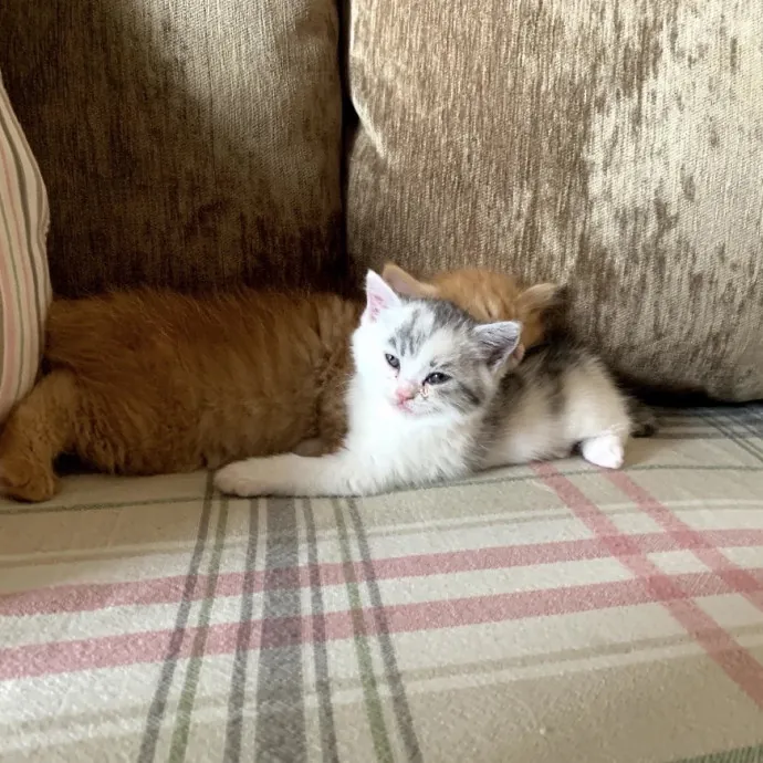 Loving  Purr-Fessional Cat Sitter