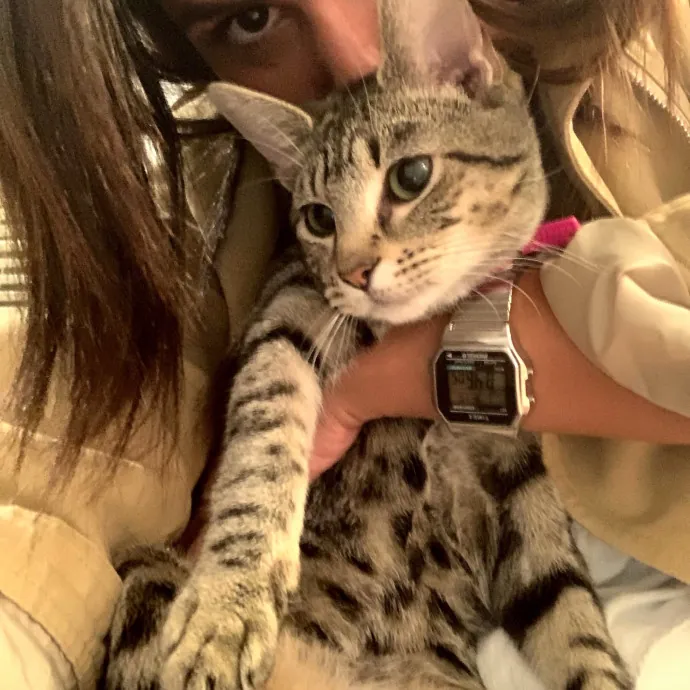 Loving  Purr-Fessional Cat Sitter