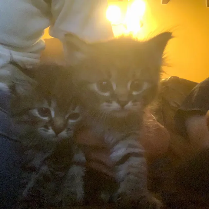 Loving  Purr-Fessional Cat Sitter