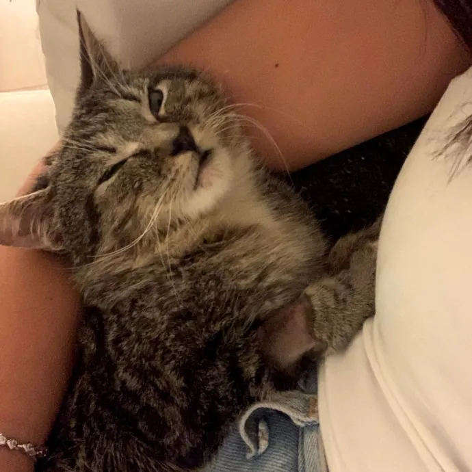 Loving  Purr-Fessional Cat Sitter