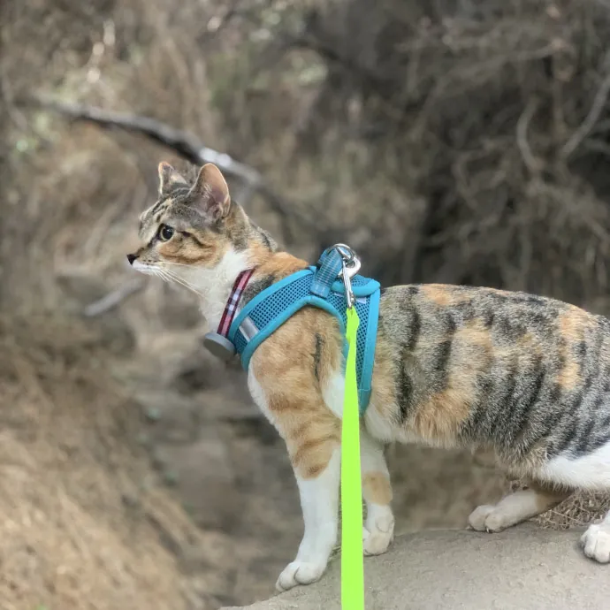 Loving  Purr-Fessional Cat Sitter