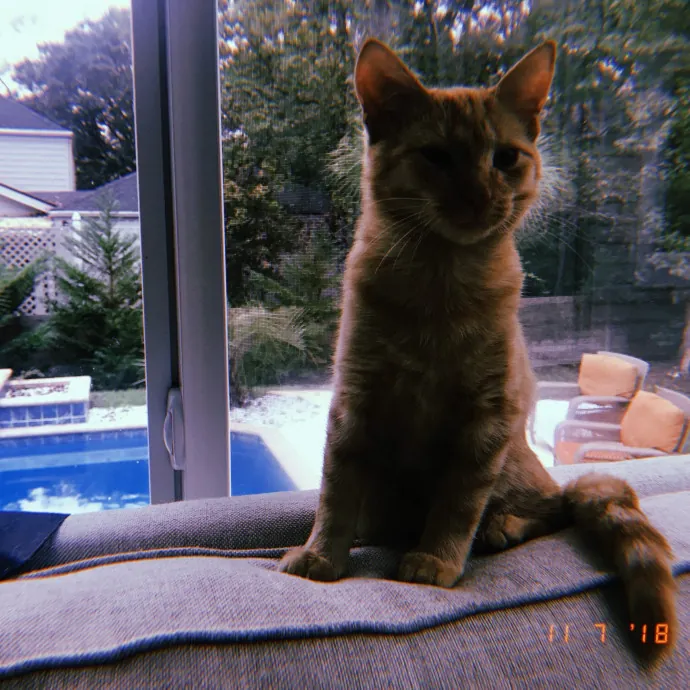 Loving  Purr-Fessional Cat Sitter photo 4