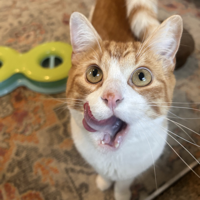 Quirky Cat Enthusiast