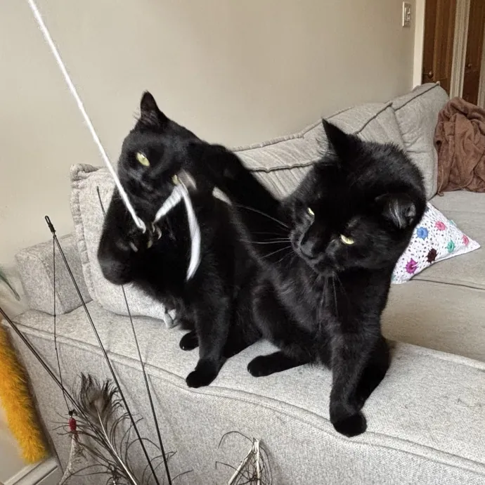 Cat Mom Of 2