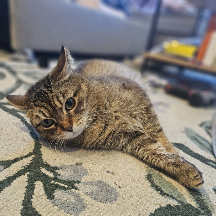 Experienced Cat Sitter  Former Foster