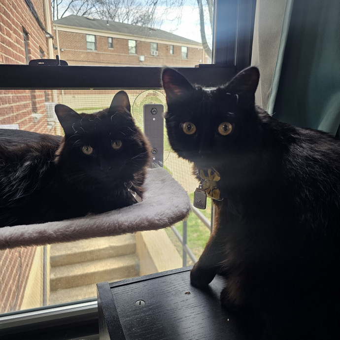 Experienced Cat Sitter  Former Foster