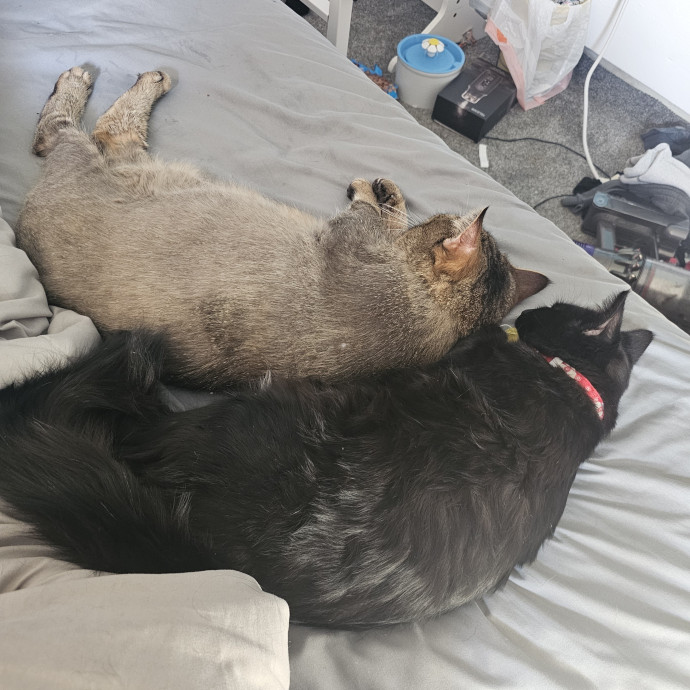 Experienced Cat Sitter  Former Foster