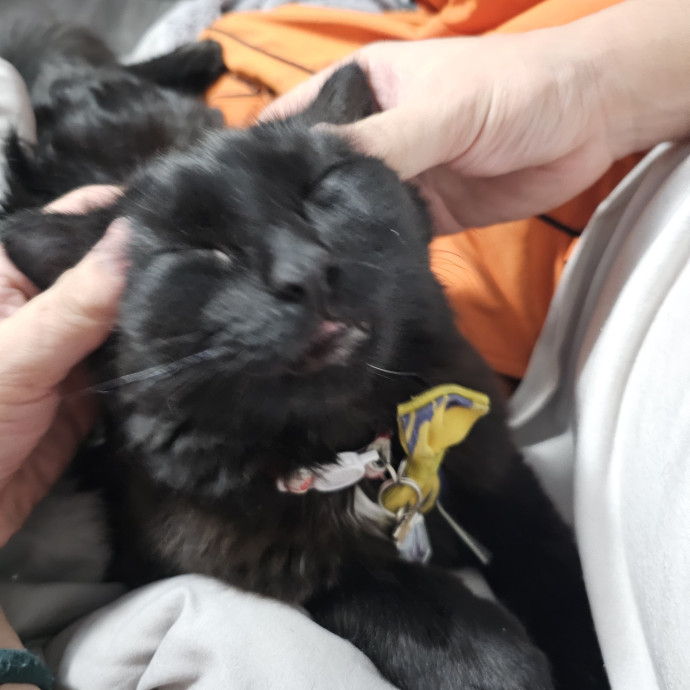 Experienced Cat Sitter  Former Foster