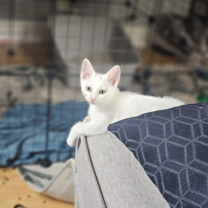 Experienced Cat Sitter  Former Foster