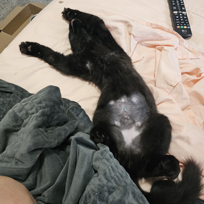 Experienced Cat Sitter  Former Foster