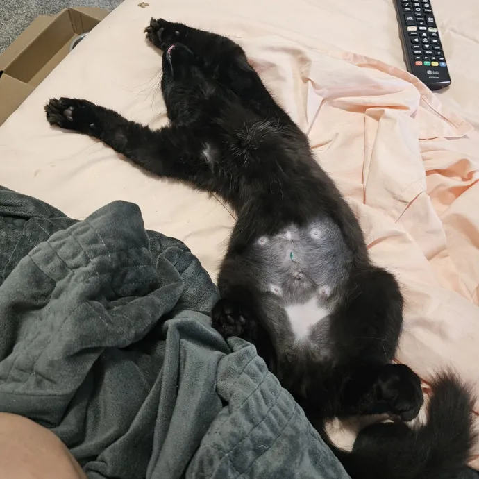 Experienced Cat Sitter  Former Foster